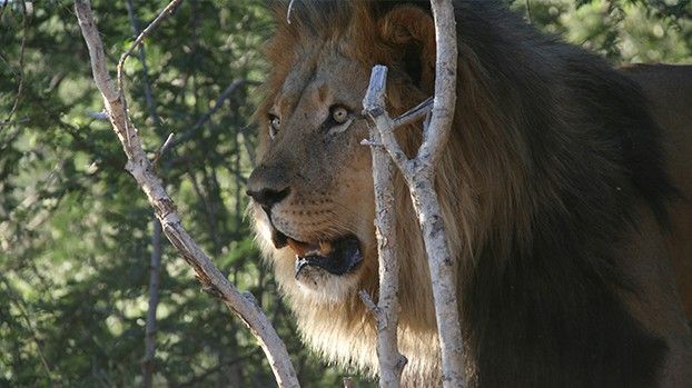 Löwe hinter kahlen Ästen im Busch