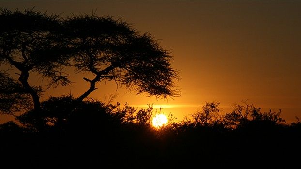 Silhouette einer Akazie vor orangefarbenem Sonnenuntergang