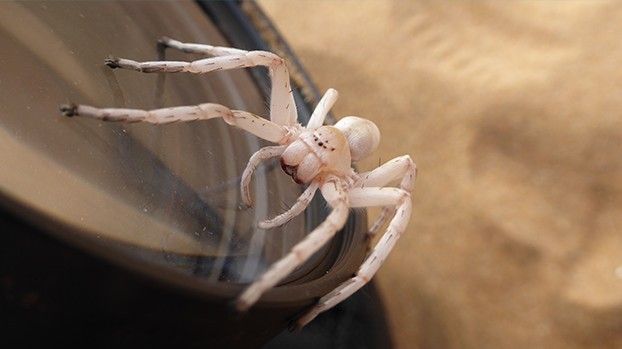 Weiße Spinne auf einem Kameraobjektiv