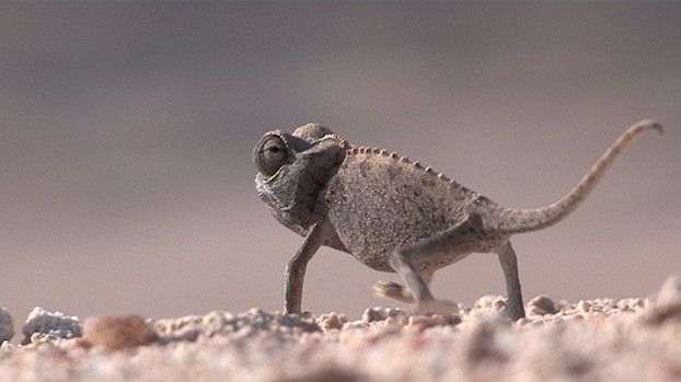 Namaqua-Chamäleon auf Kiesboden