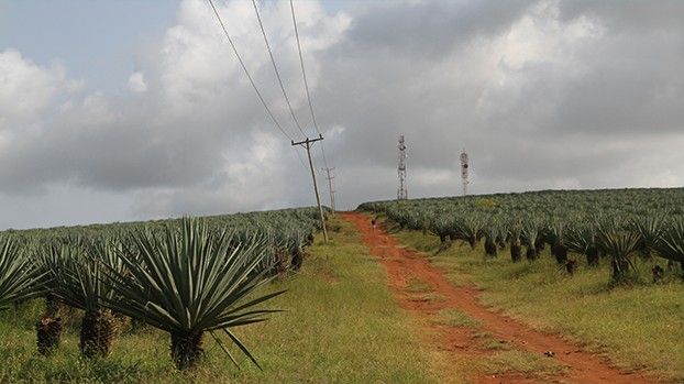 Sisalplantage mit rotem Feldweg und Strommasten
